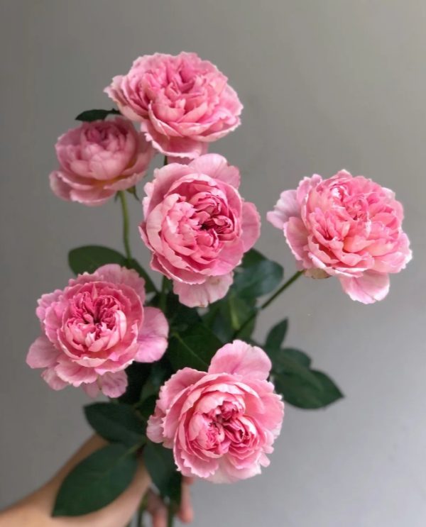 Xiuyan Rose丨Your roses