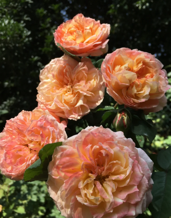 Yuhui Rose plant丨Your roses