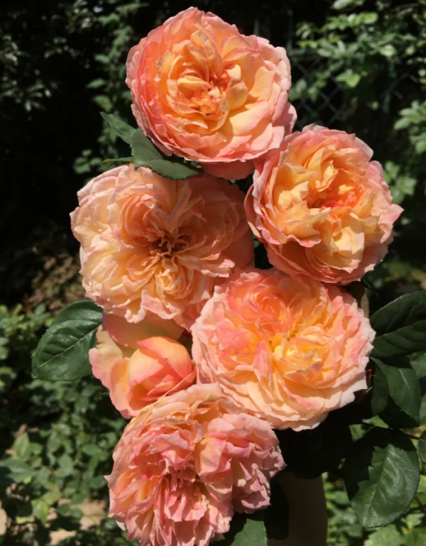 Yuhui Rose丨Your roses