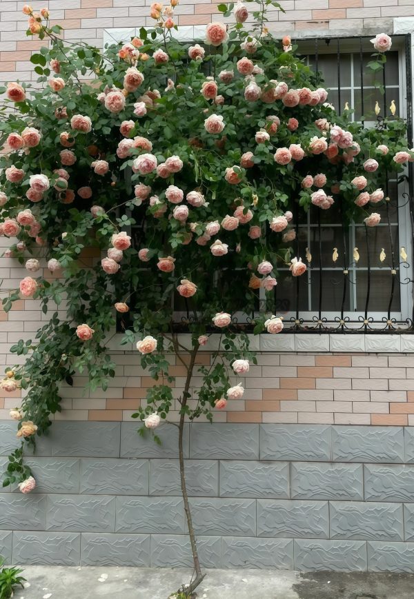 Abraham Darby Rose plant丨Your roses
