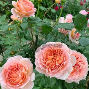 Abraham Darby Rose丨Your roses