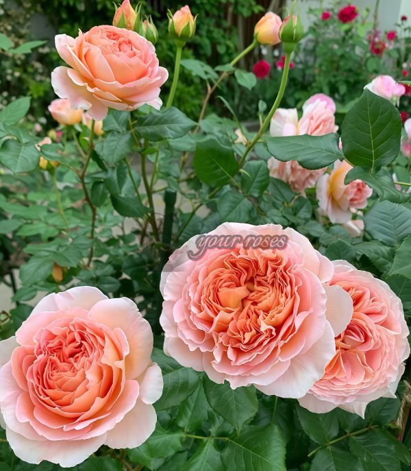 Abraham Darby Rose丨Your roses