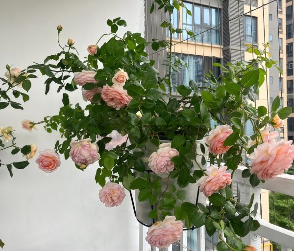 Abraham Darby Rose for sale丨Your roses