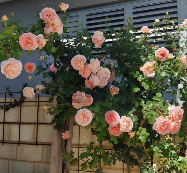 Abraham Darby Rose丨Your roses