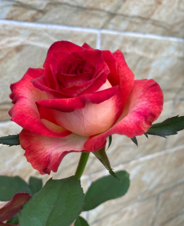 Absurda Rose Plant丨Your roses