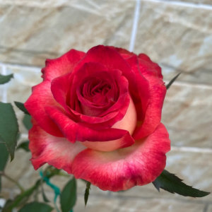 Absurda Rose丨Your roses
