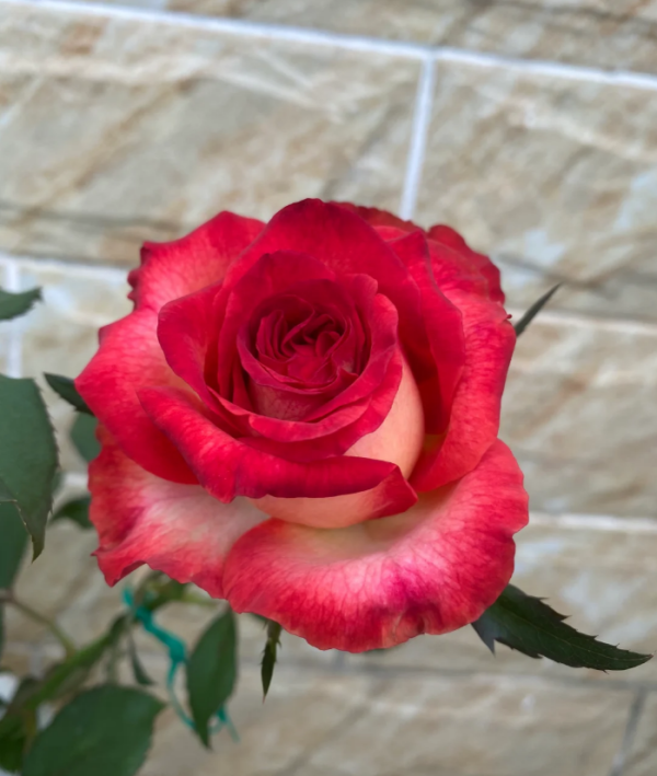 Absurda Rose丨Your roses