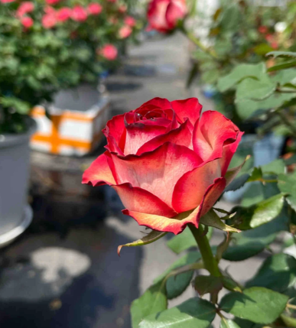 Absurda Rose Plant丨Your roses