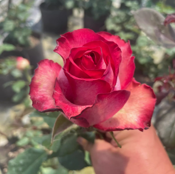Absurda Rose for sale丨Your roses