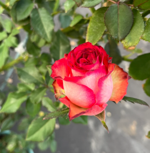 Absurda Rose丨Your roses