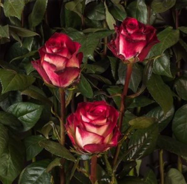 Absurda Rose丨Your roses
