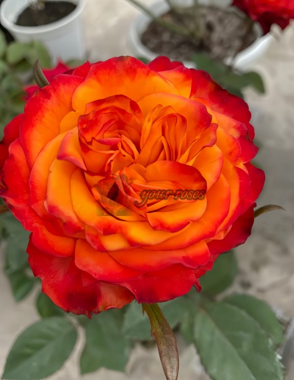 Acapulco Rose丨Your roses