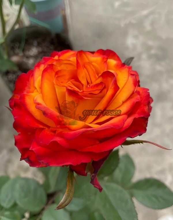Acapulco Rose for sale丨Your roses