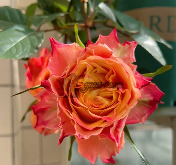 Acapulco Rose丨Your roses