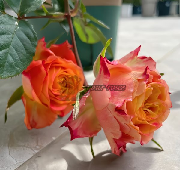 Acapulco Rose丨Your roses