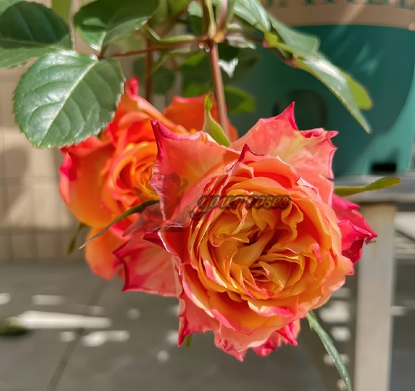 Acapulco Rose plant丨Your roses