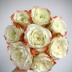 Adventure Rose丨Your roses