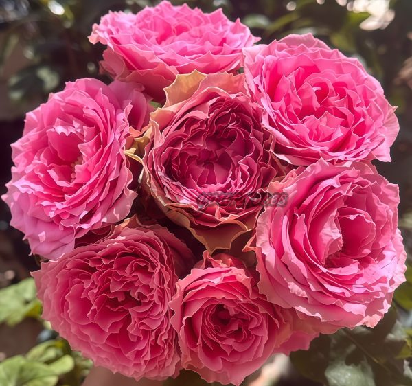 All Four Kiss Rose plant丨Your roses