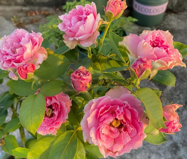 All Four Kiss Rose丨Your roses