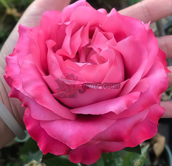 All Four Kiss Rose丨Your roses