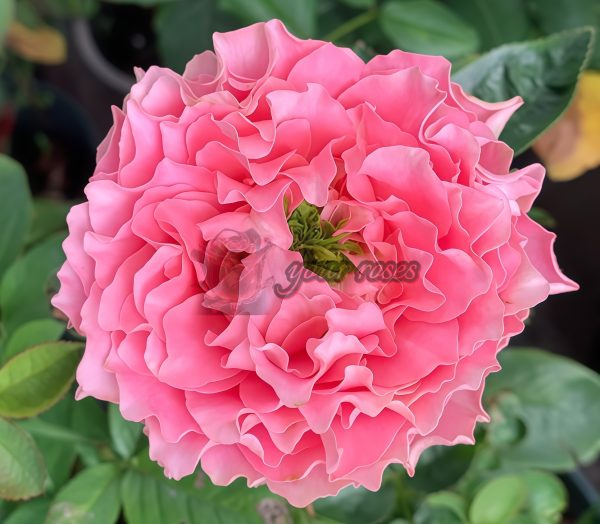 All Four Kiss Rose for sale丨Your roses