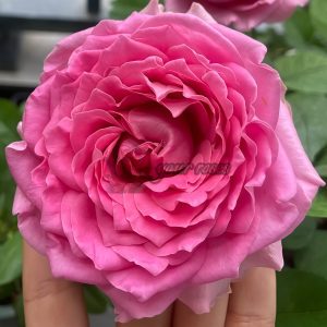 All Four Kiss Rose丨Your roses