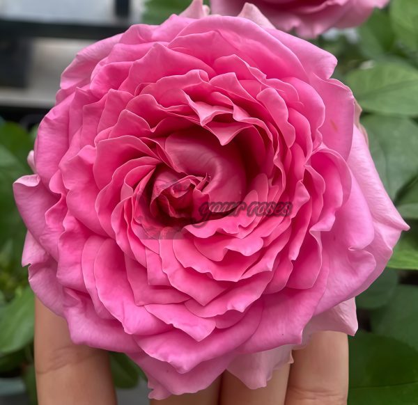 All Four Kiss Rose丨Your roses