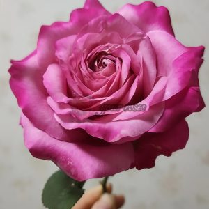 All for love Rose plant丨Your roses
