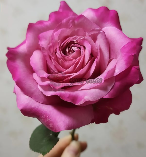 All for love Rose plant丨Your roses