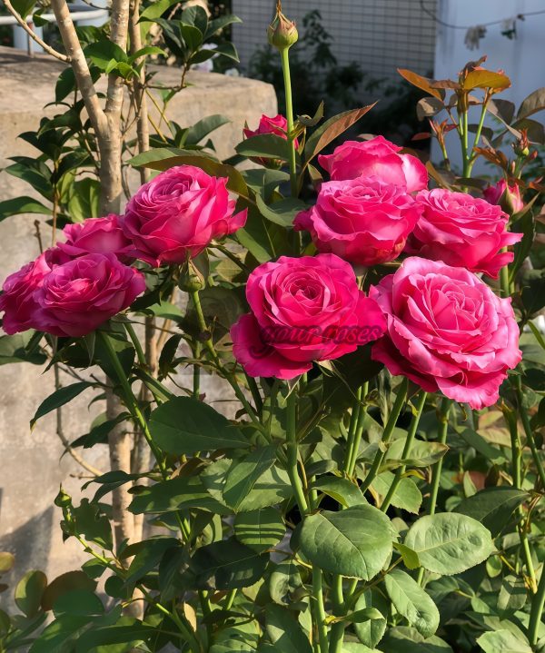 All for love Rose丨Your roses
