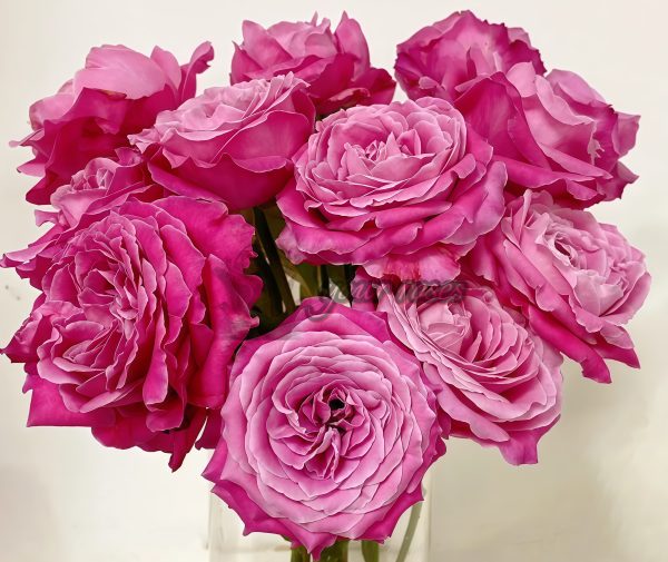 All for love Rose for sale丨Your roses