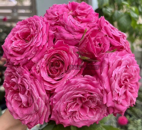 All for love Rose丨Your roses