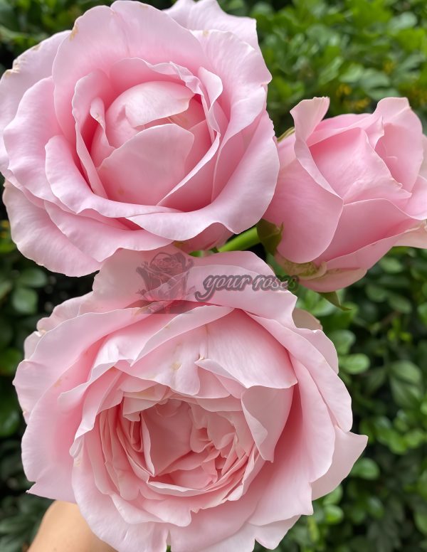 All four boughet Rose for sale丨Your roses