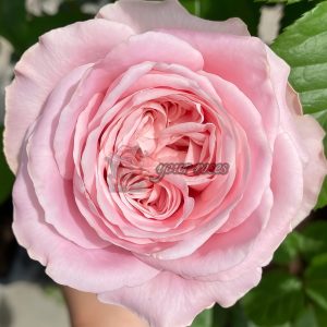 All four boughet Rose丨Your roses