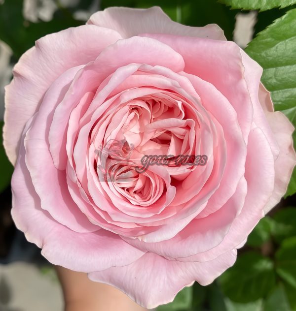 All four boughet Rose丨Your roses