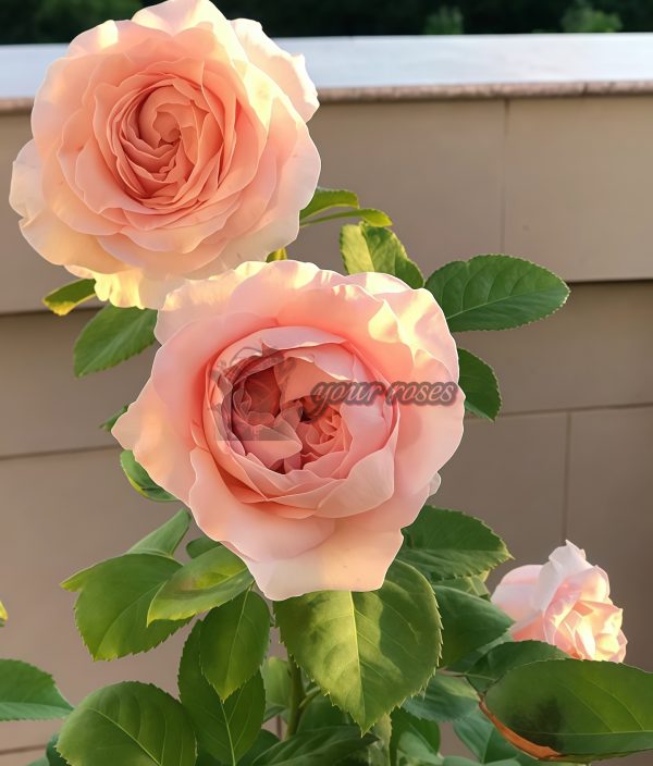 All four boughet Rose plant丨Your roses