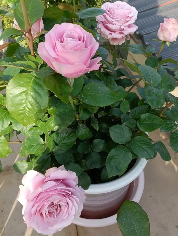 All four boughet Rose丨Your roses