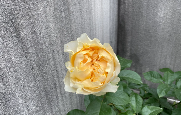 All four romance Rose plant丨Your roses