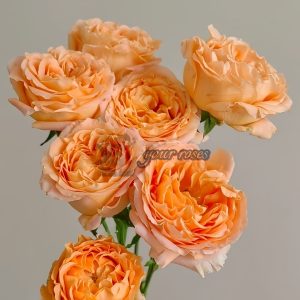 Apricot Lace Rose丨Your roses