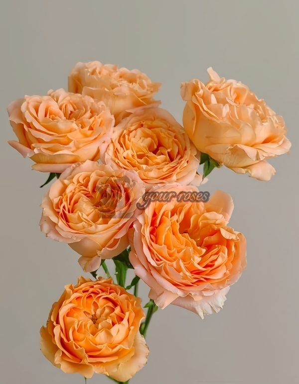 Apricot Lace Rose丨Your roses