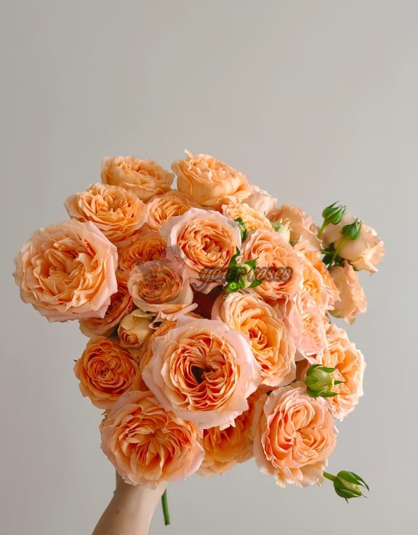 Apricot Lace Rose for sale丨Your roses
