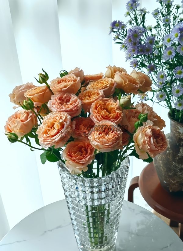 Apricot Lace Rose丨Your roses