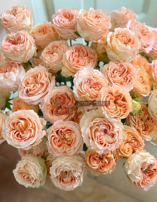 Apricot Lace Rose丨Your roses