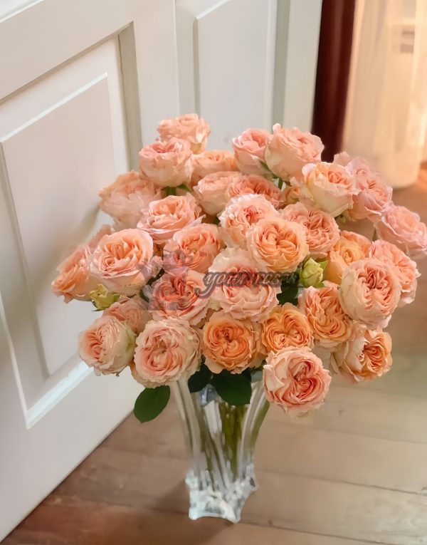Apricot Lace Rose plant丨Your roses