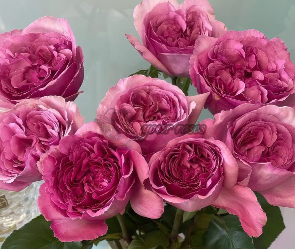 Aromatique Rose plant丨Your roses