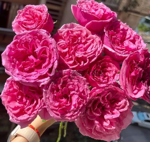 Aromatique Rose丨Your roses