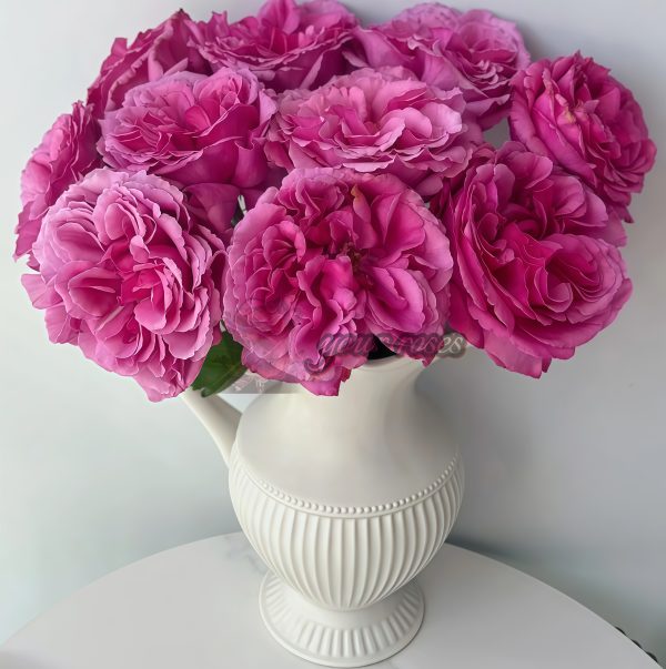 Aromatique Rose for sale丨Your roses