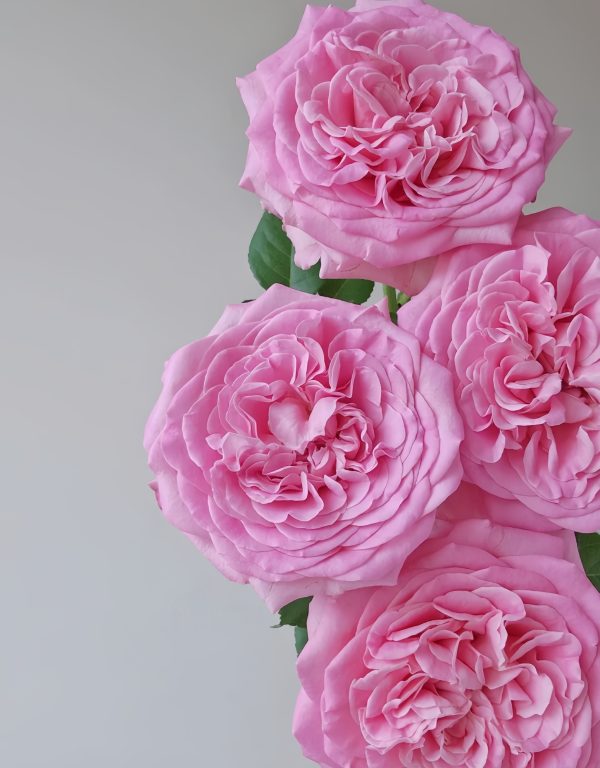Ashley Rose丨Your roses