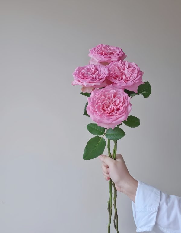 Ashley Rose for sale丨Your roses