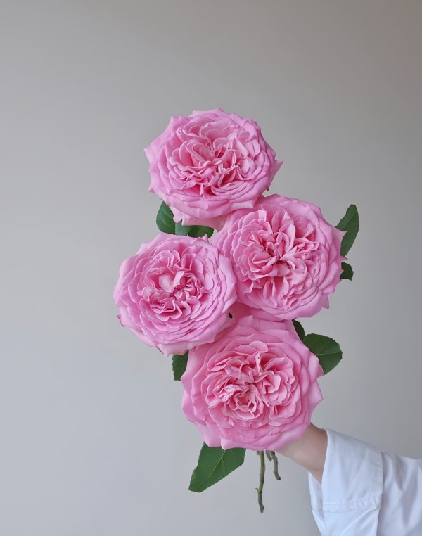 Ashley Rose丨Your roses